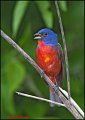 _0SB1087 painted bunting